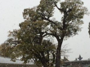 img_0431