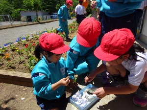 6月5日 1年生 フウセンカズラの種植え 皆野町立国神小学校 6月5日 1年生 フウセンカズラの種植え 皆野町立国神小学校