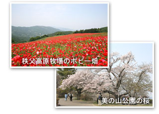 秩父高原牧場のポピー畑、美の山公園の桜