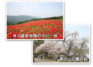 秩父高原牧場のポピー畑、美の山公園の桜