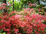 美の山つつじまつりが行われました画像２