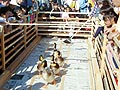 みんなの皆野ふれあいまつりが行われました。画像１２