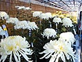 みんなの皆野ふれあいまつりが行われました。画像１０