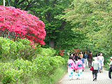 美の山公園つつじまつりが行われました画像２