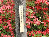 美の山公園つつじまつりが行われました画像３
