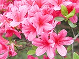 美の山公園つつじまつり画像９