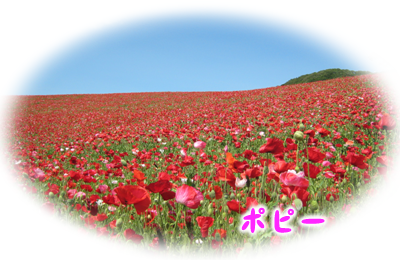 ban_poppy.png
