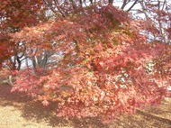蓑山紅葉.JPG