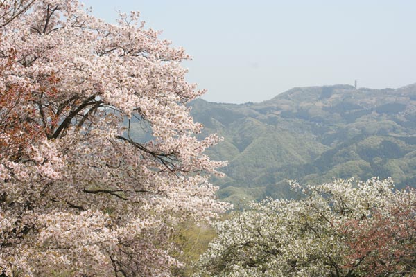 美の山公園の桜