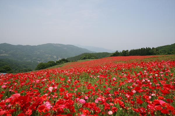 秩父高原牧場のポピー畑