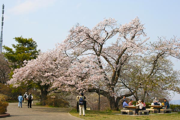 美の山公園の桜