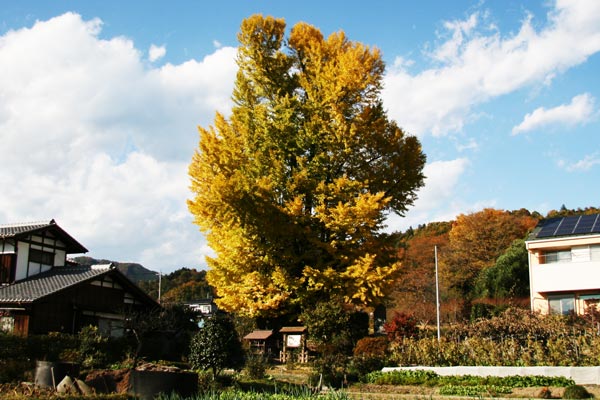 町の木　いちよう