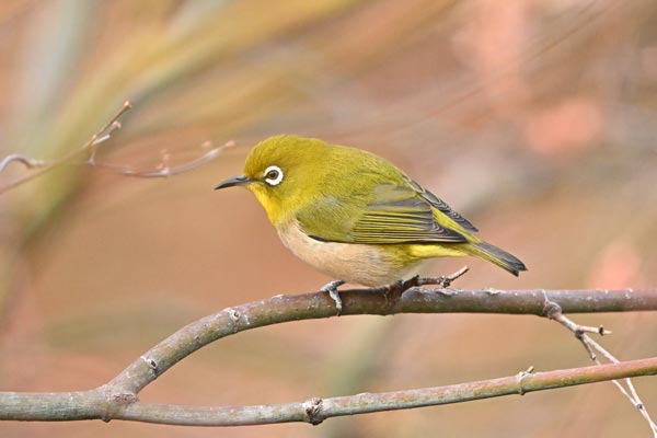 町の鳥　メジロ