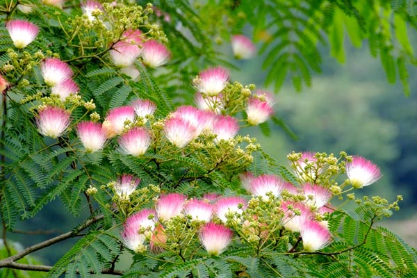 町の花　合歓（ねむ）