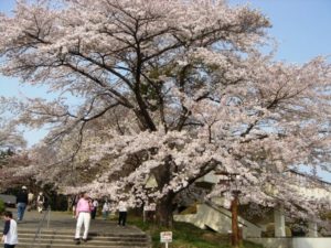 美の山公園の桜